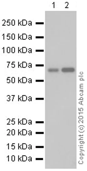 Western blot - Anti-N WASP antibody [EPR6959] (AB126626)