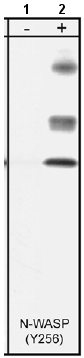 Western blot - Anti-N WASP (phospho Y256) antibody (AB23395), expandable thumbnail