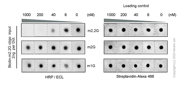 Dot Blot - Anti-N2,N2-dimethylguanosine (m2,2G) antibody [EPR-19838-40] (AB211488)