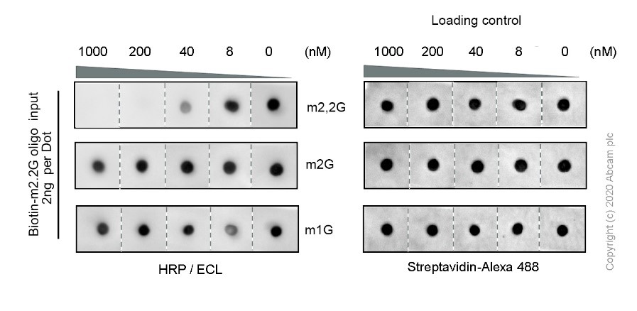 Dot Blot - Anti-N2,N2-dimethylguanosine (m2,2G) antibody [EPR-19838-40] - BSA and Azide free (AB251526), expandable thumbnail
