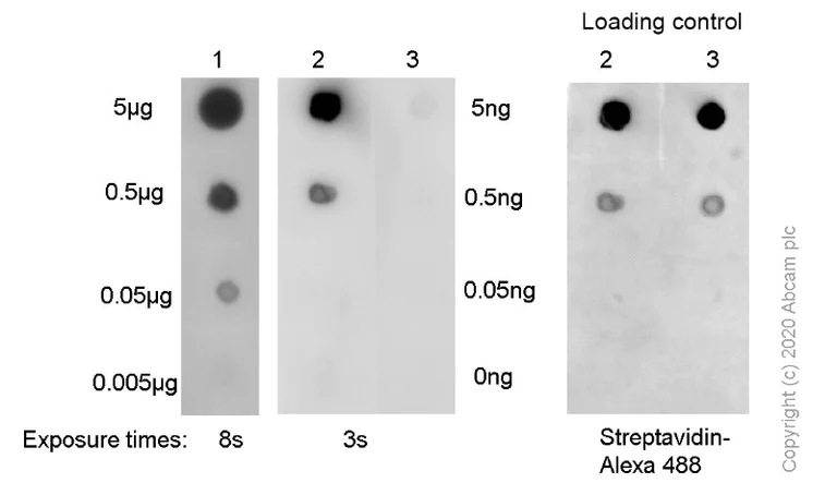 Dot Blot - Anti-N2,N2-dimethylguanosine (m2,2G) antibody [EPR-19838-40] - BSA and Azide free (AB251526)