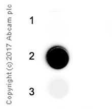 Immunoprecipitation - Anti-N2,N2-dimethylguanosine (m2,2G) antibody [EPR-19838-40] - BSA and Azide free (AB251526), expandable thumbnail