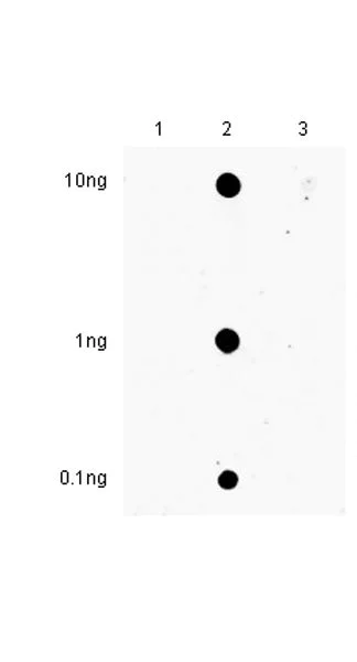 Dot Blot - Anti-N4-acetylcytidine (ac4C) antibody [EPRNCI-184-128] (AB252215)