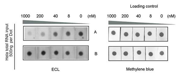 Dot Blot - Anti-N4-acetylcytidine (ac4C) antibody [EPRNCI-184-128] (AB252215)