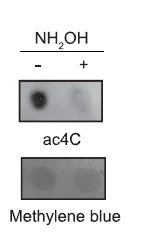 Dot Blot - Anti-N4-acetylcytidine (ac4C) antibody [EPRNCI-184-128] (AB252215)