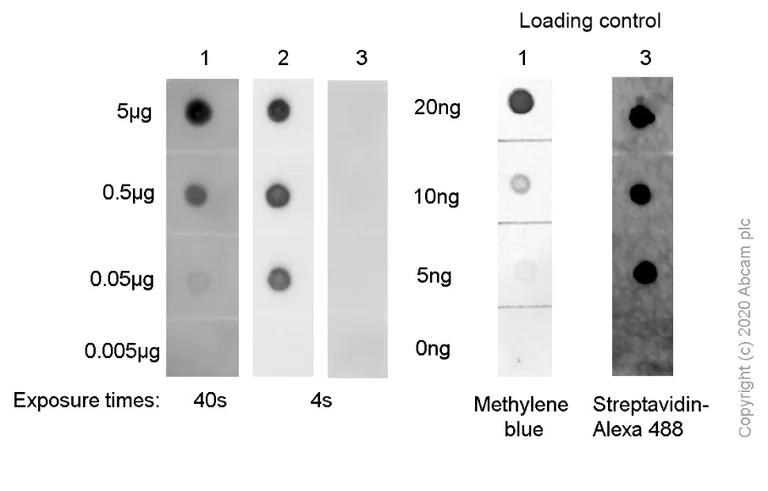 Dot Blot - Anti-N4-acetylcytidine (ac4C) antibody [EPRNCI-184-128] (AB252215)