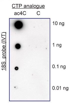 Dot Blot - Anti-N4-acetylcytidine (ac4C) antibody [EPRNCI-184-128] - BSA and Azide free (ab253039), expandable thumbnail