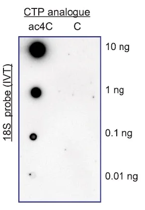Dot Blot - Anti-N4-acetylcytidine (ac4C) antibody [EPRNCI-184-128] - BSA and Azide free (AB253039)