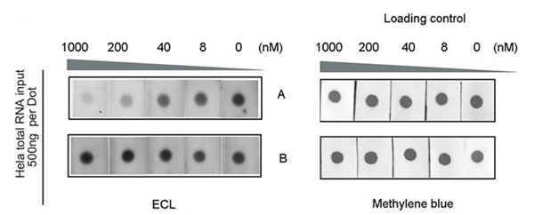 Dot Blot - Anti-N4-acetylcytidine (ac4C) antibody [EPRNCI-184-128] - BSA and Azide free (AB253039), expandable thumbnail