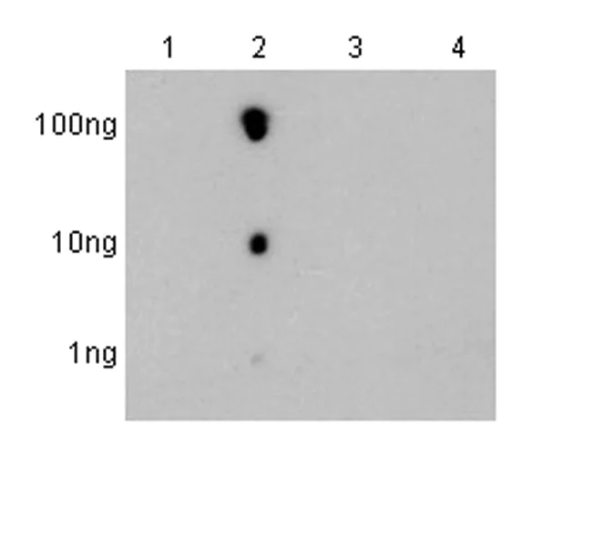 Dot Blot - Anti-N4-acetylcytidine (ac4C) antibody [EPRNCI-184-128] - BSA and Azide free (AB253039)