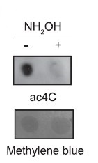 Dot Blot - Anti-N4-acetylcytidine (ac4C) antibody [EPRNCI-184-128] - BSA and Azide free (ab253039), expandable thumbnail