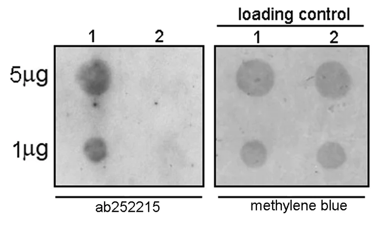 Dot Blot - Anti-N4-acetylcytidine (ac4C) antibody [EPRNCI-184-128] - BSA and Azide free (AB253039)