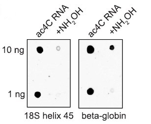 Dot Blot - Anti-N4-acetylcytidine (ac4C) antibody [EPRNCI-184-128] - BSA and Azide free (ab253039), expandable thumbnail