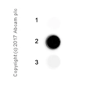 Immunoprecipitation - Anti-N4-methylcytidine (m4C) antibody [EPR -19850-108] - BSA and Azide free (AB251529)