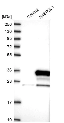 Western blot - Anti-N42L1 antibody (AB122522)