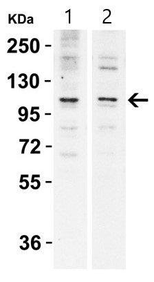 Western blot - Anti-N4BP1 antibody (AB106649)