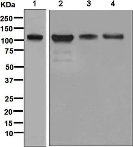 Western blot - Anti-N4BP1 antibody [EPNCIR118] (AB133610)