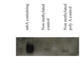 Northwestern blot - Anti-N6-methyladenosine (m6A) antibody [17-3-4-1] (AB208577), expandable thumbnail