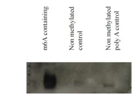 Northwestern blot - Anti-N6-methyladenosine (m6A) antibody [17-3-4-1] (AB208577)