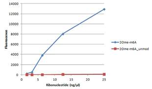 Nucleotide Array - Anti-N6-methyladenosine (m6A) antibody (AB151230)