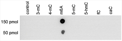 Dot Blot - Anti-N6-methyladenosine (m6A) antibody (AB232905), expandable thumbnail