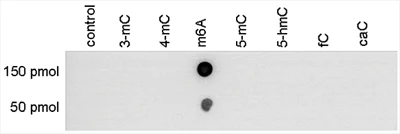 Dot Blot - Anti-N6-methyladenosine (m6A) antibody (AB232905)