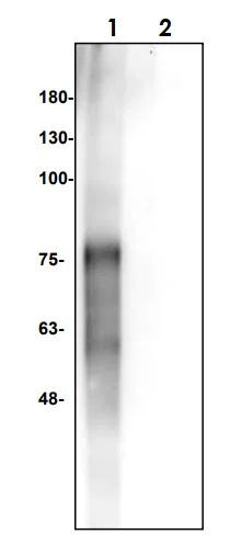 Western blot - Anti-N6-methyladenosine (m6A) antibody (AB286164)
