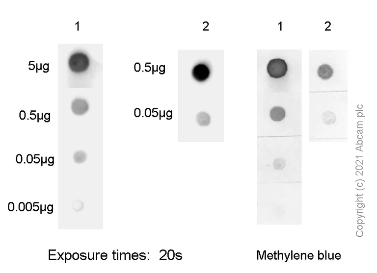 Dot Blot - Anti-N6-methyladenosine (m6A) antibody [EPR23561-164] - BSA and Azide free (AB284136)