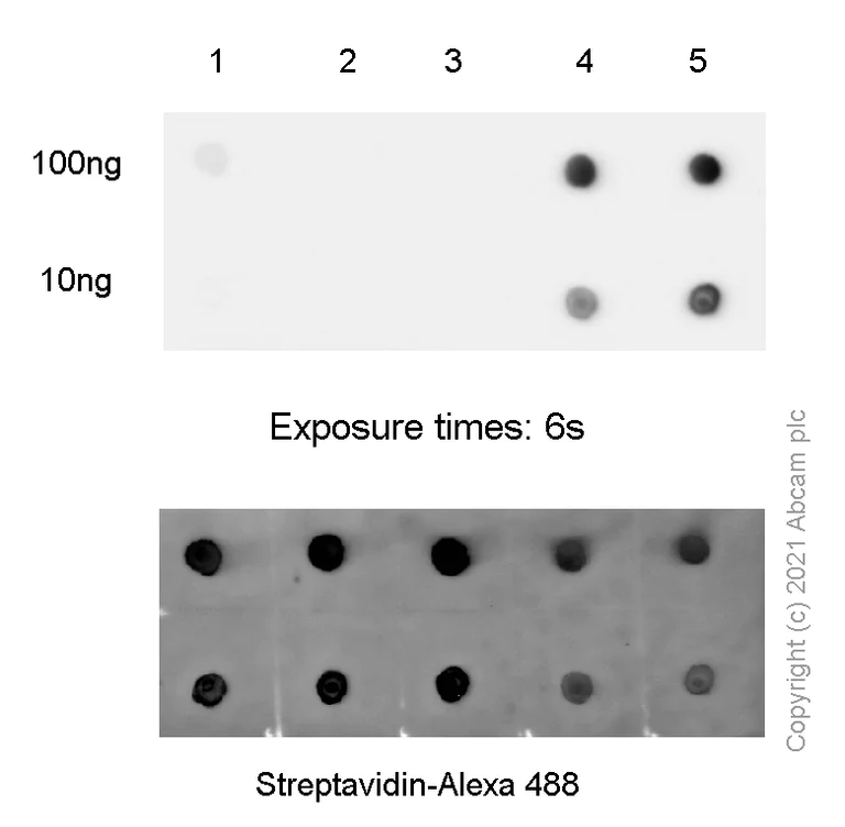 Dot Blot - Anti-N6-methyladenosine (m6A) antibody [EPR23561-164] - BSA and Azide free (AB284136)
