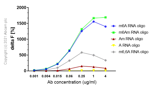 FRET - Anti-N6-methyladenosine (m6A) antibody [EPR23561-164] - BSA and Azide free (AB284136)