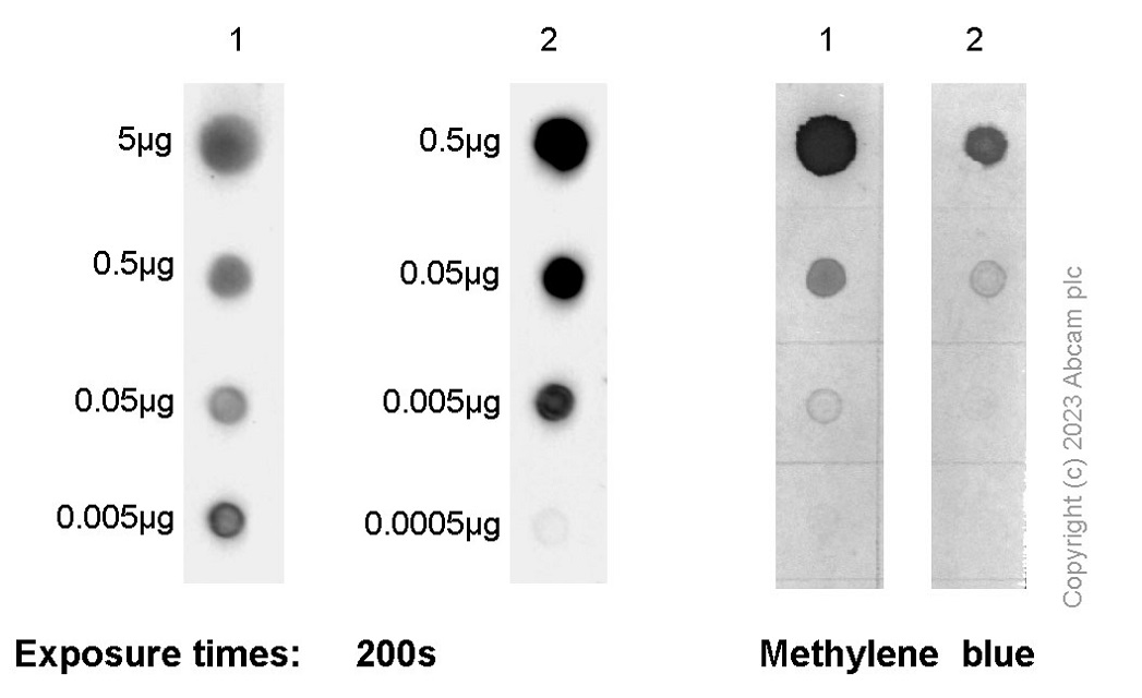 Dot Blot - Anti-N6-methyladenosine (m6A) antibody [EPXVJ-1-2] (AB314476), expandable thumbnail
