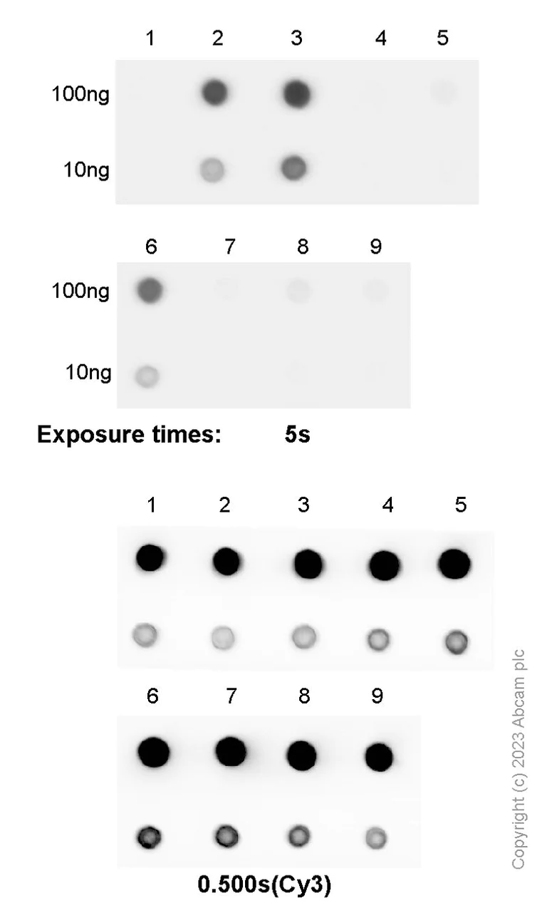 Dot Blot - Anti-N6-methyladenosine (m6A) antibody [EPXVJ-1-2] - BSA and Azide free (AB314477)