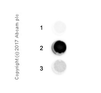 Immunoprecipitation - Anti-N6, N6-dimethyladenosine (m6,6A) antibody [EPR- 19831-44] - BSA and Azide free (AB228860), expandable thumbnail