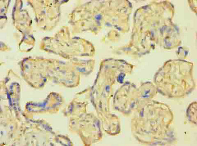 Immunohistochemistry (Formalin/PFA-fixed paraffin-embedded sections) - Anti-NAALADL2 antibody (AB236991)