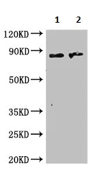 Western blot - Anti-NAALADL2 antibody (AB236991)