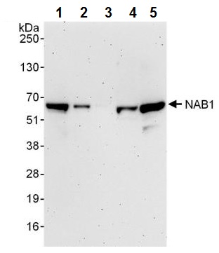 Western blot - Anti-NAB1 antibody (AB241305), expandable thumbnail