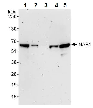 Western blot - Anti-NAB1 antibody (AB241305)