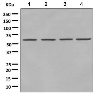 Western blot - Anti-NAB1 antibody [EPR8227(2)] - BSA and Azide free (AB248959), expandable thumbnail