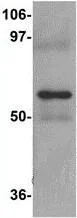 Western blot - Anti-NABC1 antibody (AB106661)
