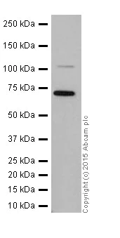 Western blot - Anti-NABC1 antibody [EPR15441(2)] (AB201455)