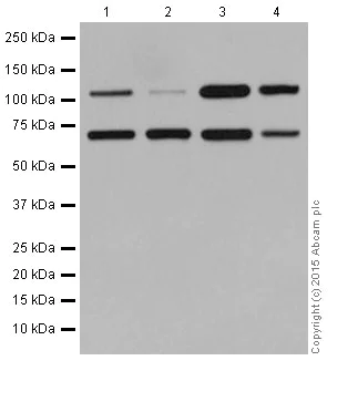 Western blot - Anti-NABC1 antibody [EPR15441(2)] - BSA and Azide free (AB251343)