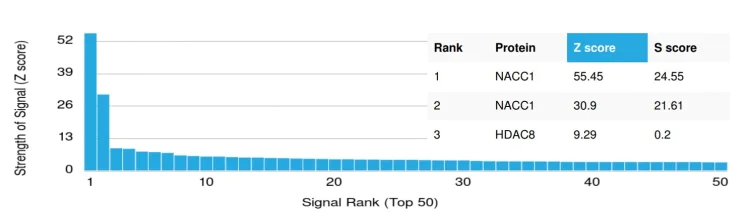 Protein Array - Anti-Nac1 antibody [PCRP-NACC1-1A8] (AB277093)