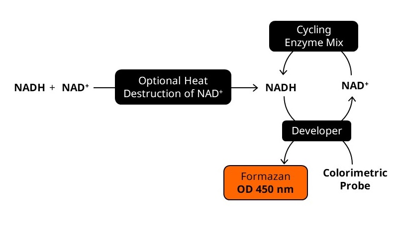 Biochemical assay - NAD/NADH Assay Kit (Colorimetric) (ab65348), expandable thumbnail