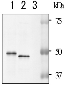 Western blot - Anti-NADase antibody (AB127942)