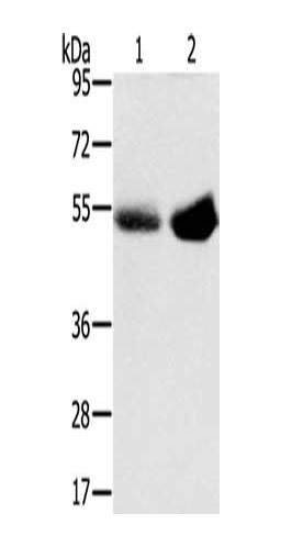 Western blot - Anti-NaDC-3 Antibody (AB316952), expandable thumbnail