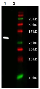 Western blot - Anti-NADH2 antibody [9E12-1B3] - N-terminal (AB219821)