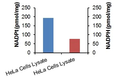 Functional Studies - NADP/NADPH Assay Kit (AB65349)