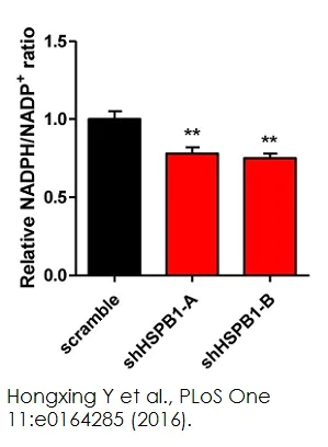 Functional Studies - NADP/NADPH Assay Kit (AB65349)