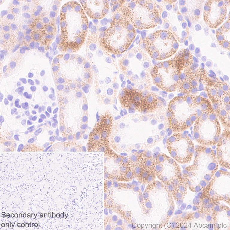 Immunohistochemistry (Formalin/PFA-fixed paraffin-embedded sections) - Anti-NADPH oxidase 4 antibody [EPR28818-92] (AB319055)