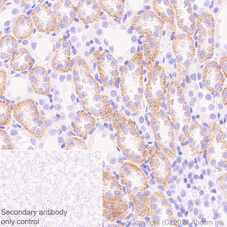 Immunohistochemistry (Formalin/PFA-fixed paraffin-embedded sections) - Anti-NADPH oxidase 4 antibody [EPR28818-92] - BSA and Azide free (AB319056)